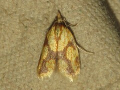 Sparganothis sulfureana