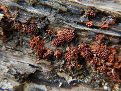 Metatrichia vesparium