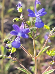 Trichostema setaceum