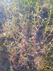 Trichostema setaceum