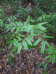 Ripogonum discolor