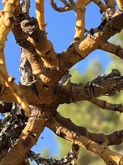 Phoradendron juniperinum