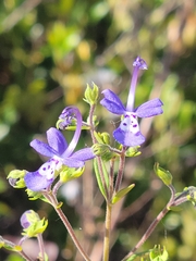 Trichostema setaceum