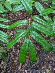 Ripogonum discolor