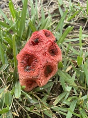Clathrus crispus