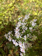Symphyotrichum cordifolium