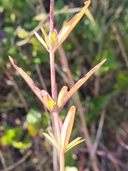 Trichostema setaceum