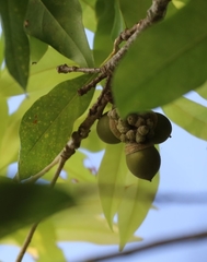 Lithocarpus hancei