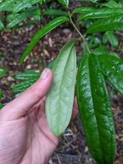 Ripogonum discolor
