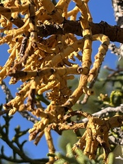 Phoradendron juniperinum