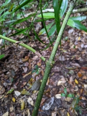 Ripogonum discolor