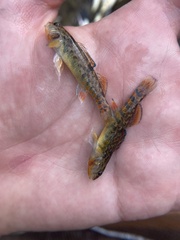 Etheostoma caeruleum