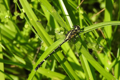 Austrogomphus ochraceus