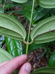 Ripogonum discolor