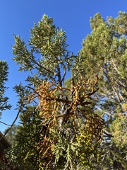Phoradendron juniperinum