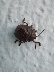 Polychalca aerea