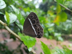 Mycalesis mineus
