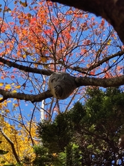 Dolichovespula maculata