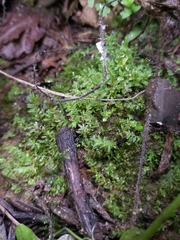 Mniaceae