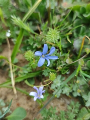 Tecophilaea violiflora