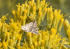 Loxostege cereralis