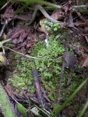 Mniaceae