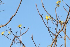Cochlospermum gillivraei