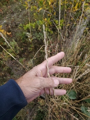 Thinopyrum intermedium barbulatum