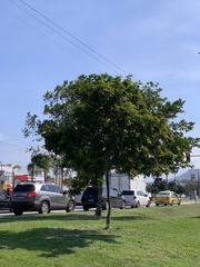 Paubrasilia echinata