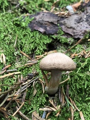 Cortinarius caperatus