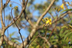 Cochlospermum gillivraei