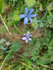 Tecophilaea violiflora