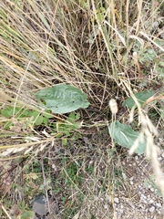 Cynoglossum officinale