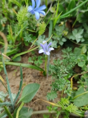 Tecophilaea violiflora