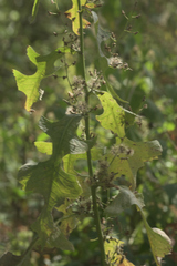 Lactuca biennis