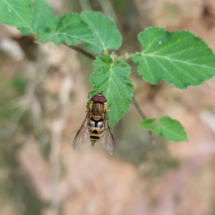 Syrphus torvus
