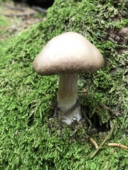 Cortinarius caperatus