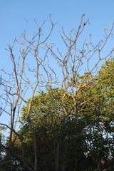 Cochlospermum gillivraei