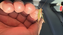 Conocephalus brevipennis