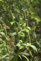 Agastache nepetoides