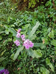 Vernonia gigantea