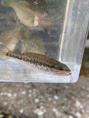 Micropterus