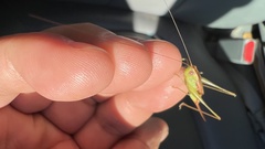 Conocephalus brevipennis