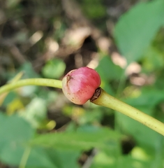 Ampelomyia vitispomum