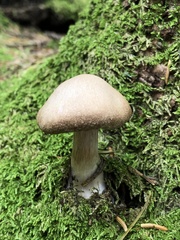 Cortinarius caperatus