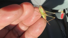 Conocephalus brevipennis