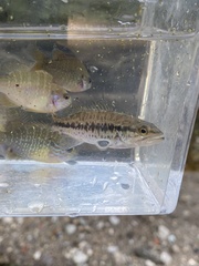 Micropterus