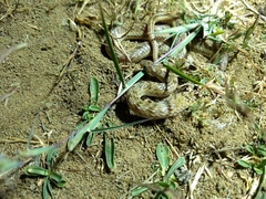 Oligodon taeniolatus