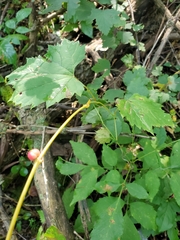 Ampelomyia vitispomum