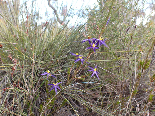 Image of Calectasia intermedia by (c) Nina Kerr, some rights reserved (CC BY)